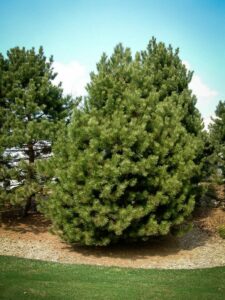 Сосна Чёрная (Pinus Nigra) купить по цене от 270.00р. в интернет-магазине «Посадика» с доставкой почтой в в Электроуглие и по всей России – [изображение №1].