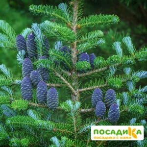 Пихта корейская (Abies koreana) купить по цене от 450.00р. в интернет-магазине «Посадика» с доставкой почтой в в Электроуглие и по всей России – [изображение №1].