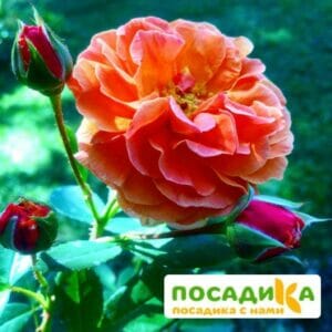 Роза Арабия купить по цене от 350.00р. в интернет-магазине «Посадика» с доставкой почтой в в Электроуглие и по всей России – [изображение №1].