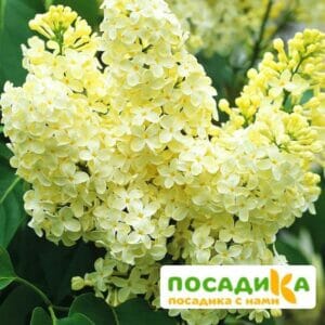 Сирень Примроуз (Primrose) купить по цене от 529.00р. в интернет-магазине «Посадика» с доставкой почтой в в Электроуглие и по всей России – [изображение №1].