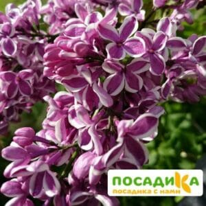 Сирень Сенсация купить по цене от 529.00р. в интернет-магазине «Посадика» с доставкой почтой в в Электроуглие и по всей России – [изображение №1].