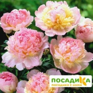 Пион Распберри Сандей (Paeonia Raspberry Sundae) купить по цене от 959р. в интернет-магазине «Посадика» с доставкой почтой в в Электроуглие и по всей России – [изображение №1].