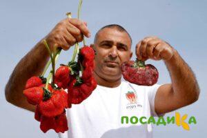 Клубника Гигант Джорнея купить по цене от 266р. в интернет-магазине «Посадика» с доставкой почтой в в Электроуглие и по всей России – [изображение №1].