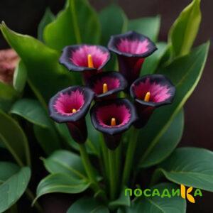 Калла Аура Лейс купить по цене от 400р. в интернет-магазине «Посадика» с доставкой почтой в в Электроуглие и по всей России – [изображение №1].