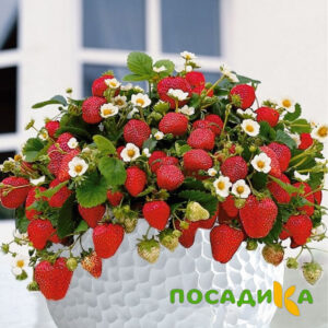 Клубника Рубиновый Шепот (горшечная) купить по цене от 240р. в интернет-магазине «Посадика» с доставкой почтой в в Электроуглие и по всей России – [изображение №1].