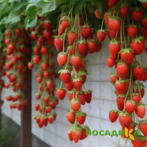 Клубника вьющаяся Комплимент купить по цене от 470р. в интернет-магазине «Посадика» с доставкой почтой в в Электроуглие и по всей России – [изображение №1].