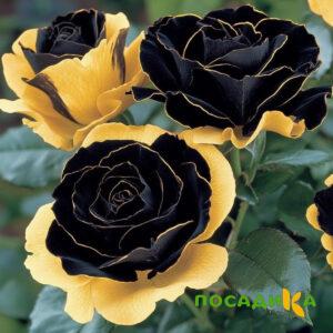 Роза Ханни Сикл купить по цене от 700р. в интернет-магазине «Посадика» с доставкой почтой в в Электроуглие и по всей России – [изображение №1].