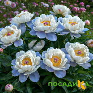 Пион акварельный Этюд купить по цене от 806р. в интернет-магазине «Посадика» с доставкой почтой в в Электроуглие и по всей России – [изображение №1].