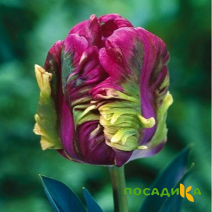 Тюльпан Экзотик Хэвен купить по цене от 186р. в интернет-магазине «Посадика» с доставкой почтой в в Электроуглие и по всей России – [изображение №1].