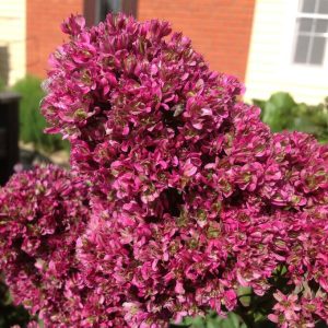 Флокс Филингс купить по цене от 329р. в интернет-магазине «Посадика» с доставкой почтой в в Электроуглие и по всей России – [изображение №1].