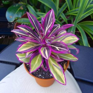 Хоста Сильвер Стик купить по цене от 650р. в интернет-магазине «Посадика» с доставкой почтой в в Электроуглие и по всей России – [изображение №1].