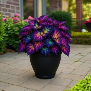 Хоста Фрости Блю купить по цене от 389р. в интернет-магазине «Посадика» с доставкой почтой в в Электроуглие и по всей России – [изображение №1].