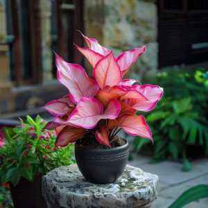 Хоста Розовая Симфония купить по цене от 800р. в интернет-магазине «Посадика» с доставкой почтой в в Электроуглие и по всей России – [изображение №1].