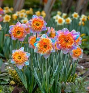 Нарцисс Айвери Дон купить по цене от 3000р. в интернет-магазине «Посадика» с доставкой почтой в в Электроуглие и по всей России – [изображение №1].