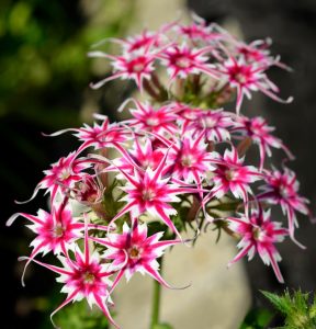 Флокс Метельчатый Путь купить по цене от 456р. в интернет-магазине «Посадика» с доставкой почтой в в Электроуглие и по всей России – [изображение №1].