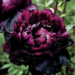 Пион Темный Сад купить по цене от 421р. в интернет-магазине «Посадика» с доставкой почтой в в Электроуглие и по всей России – [изображение №1].