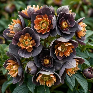 Морозник Блум Айс купить по цене от 499р. в интернет-магазине «Посадика» с доставкой почтой в в Электроуглие и по всей России – [изображение №1].