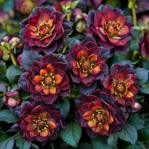 Морозник Сноу Дроп купить по цене от 348р. в интернет-магазине «Посадика» с доставкой почтой в в Электроуглие и по всей России – [изображение №1].