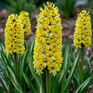 Гиацинт Сансет Голд купить по цене от 2099р. в интернет-магазине «Посадика» с доставкой почтой в в Электроуглие и по всей России – [изображение №1].