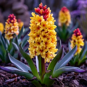 Гиацинт Миднайт Мистери купить по цене от 2099р. в интернет-магазине «Посадика» с доставкой почтой в в Электроуглие и по всей России – [изображение №1].