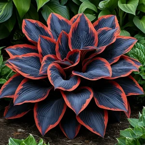 Хоста Солнечный Агат купить по цене от 440р. в интернет-магазине «Посадика» с доставкой почтой в в Электроуглие и по всей России – [изображение №1].