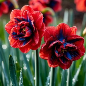 Нарцисс Эрличе купить по цене от 386р. в интернет-магазине «Посадика» с доставкой почтой в в Электроуглие и по всей России – [изображение №1].