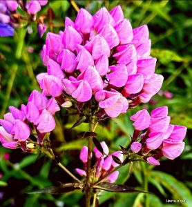 Флокс Бутоник купить по цене от 461р. в интернет-магазине «Посадика» с доставкой почтой в в Электроуглие и по всей России – [изображение №1].