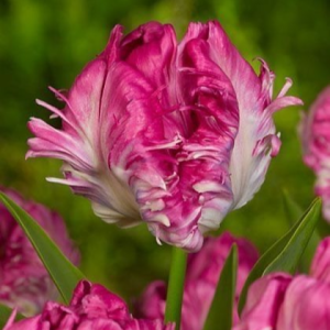 Тюльпан махровый Кул Кристал купить по цене от 400р. в интернет-магазине «Посадика» с доставкой почтой в в Электроуглие и по всей России – [изображение №1].