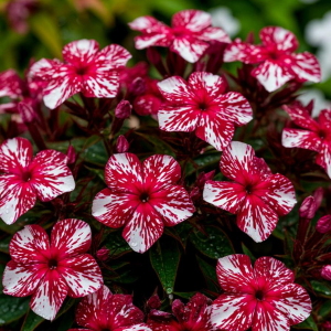 Флокс Ливер Гриммер купить по цене от 590р. в интернет-магазине «Посадика» с доставкой почтой в в Электроуглие и по всей России – [изображение №1].