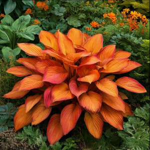 Хоста Солнечный Нектар купить по цене от 605р. в интернет-магазине «Посадика» с доставкой почтой в в Электроуглие и по всей России – [изображение №1].