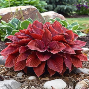 Хоста Рэд Эйнджл купить по цене от 549р. в интернет-магазине «Посадика» с доставкой почтой в в Электроуглие и по всей России – [изображение №1].