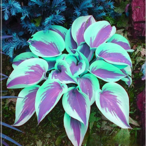 Хоста Висперин Бьюти купить по цене от 379р. в интернет-магазине «Посадика» с доставкой почтой в в Электроуглие и по всей России – [изображение №1].