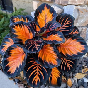 Хоста Сикрет Форест купить по цене от 601р. в интернет-магазине «Посадика» с доставкой почтой в в Электроуглие и по всей России – [изображение №1].