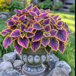 Хоста Рейдянт Чарм купить по цене от 365р. в интернет-магазине «Посадика» с доставкой почтой в в Электроуглие и по всей России – [изображение №1].